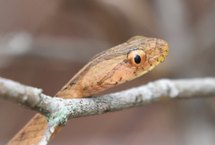 Dryophylax hypoconia