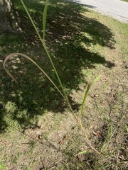 Sorghastrum