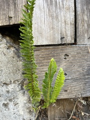 Nephrolepis cordifolia