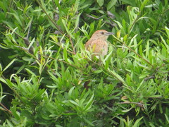 Phacellodomus striaticollis