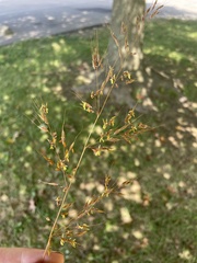 Sorghastrum