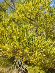 Dodonaea viscosa