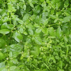 Alternanthera bettzickiana