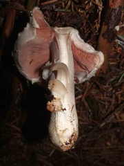 Agaricus sylvaticus