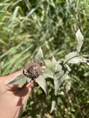 Monarda fistulosa