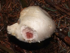 Agaricus sylvaticus