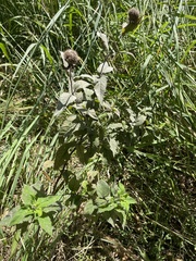 Monarda fistulosa