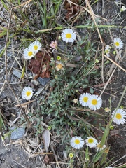 Erigeron karvinskianus
