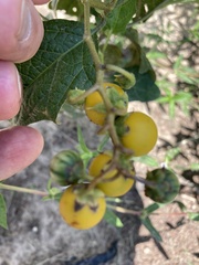 Solanum carolinense