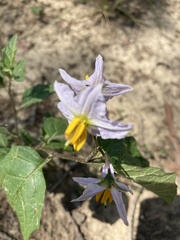 Solanum carolinense