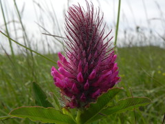 Trifolium rubens
