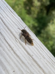 Platydracus maculosus