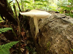 Pluteus tomentosulus