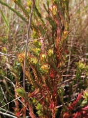 Gnidia juniperifolia