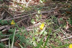 Lotus corniculatus