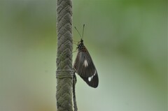Acraea