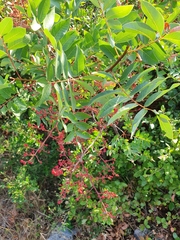 Pistacia terebinthus