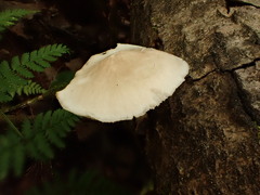 Pluteus tomentosulus