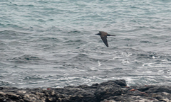 Anous stolidus galapagensis