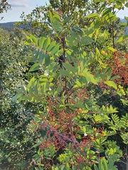 Pistacia terebinthus