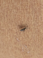 Culiseta incidens
