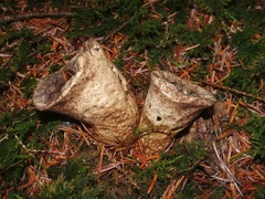 Lycoperdon excipuliforme