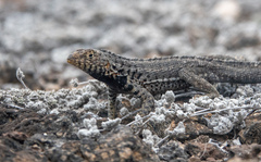 Microlophus indefatigabilis