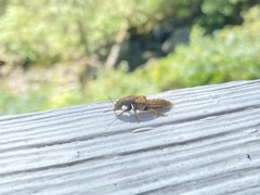 Platydracus maculosus