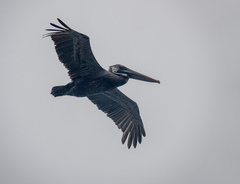 Pelecanus occidentalis urinator