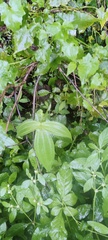 Miconia crenata