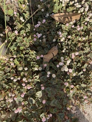 Persicaria capitata