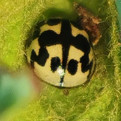 Oenopia conglobata