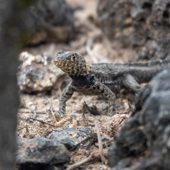 Microlophus indefatigabilis