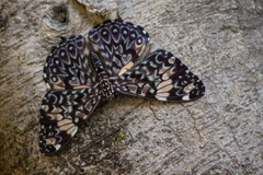 Hamadryas amphinome mazai