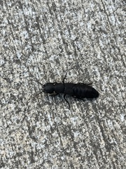 Ocypus olens