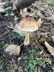 Collybiopsis peronata