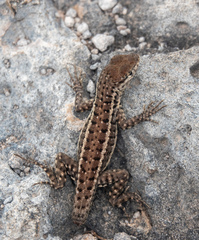 Microlophus indefatigabilis