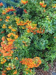 Pyracantha