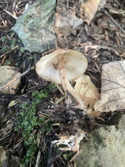 Collybiopsis peronata