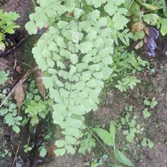 Adiantum capillus-veneris