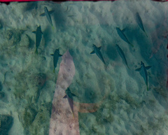 Prionurus laticlavius