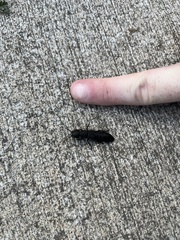 Ocypus olens