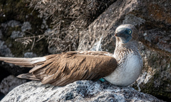 Sula nebouxii excisa