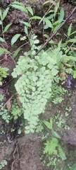 Adiantum capillus-veneris