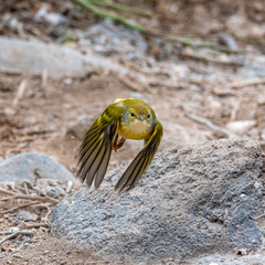 Setophaga petechia aureola