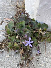 Campanula poscharskyana
