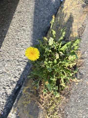 Taraxacum officinale