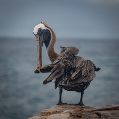 Pelecanus occidentalis urinator