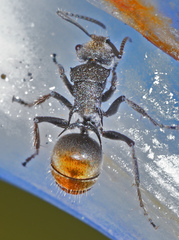 Polyrhachis vermiculosa