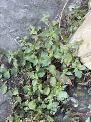 Parietaria judaica